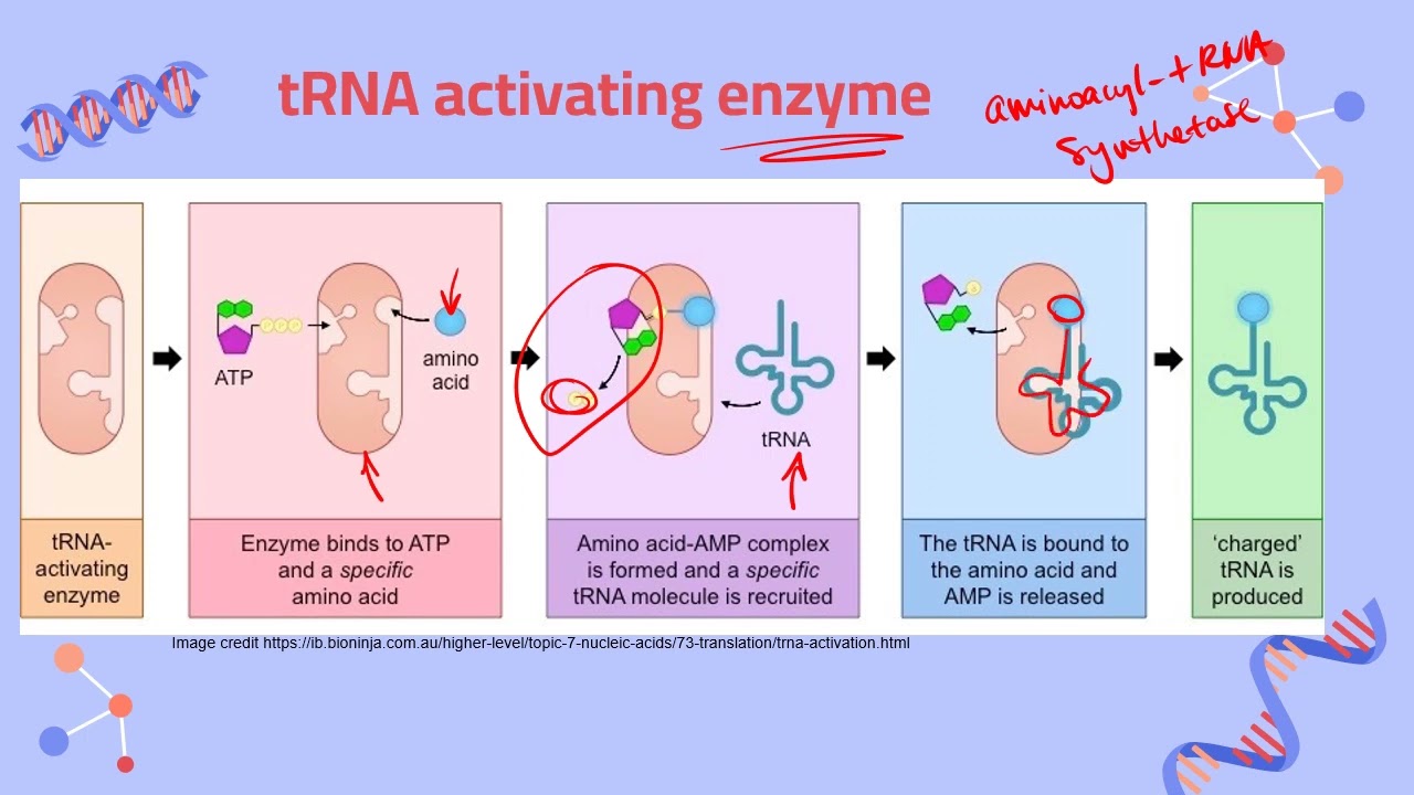 IB Biology D1.2 Protein synthesis