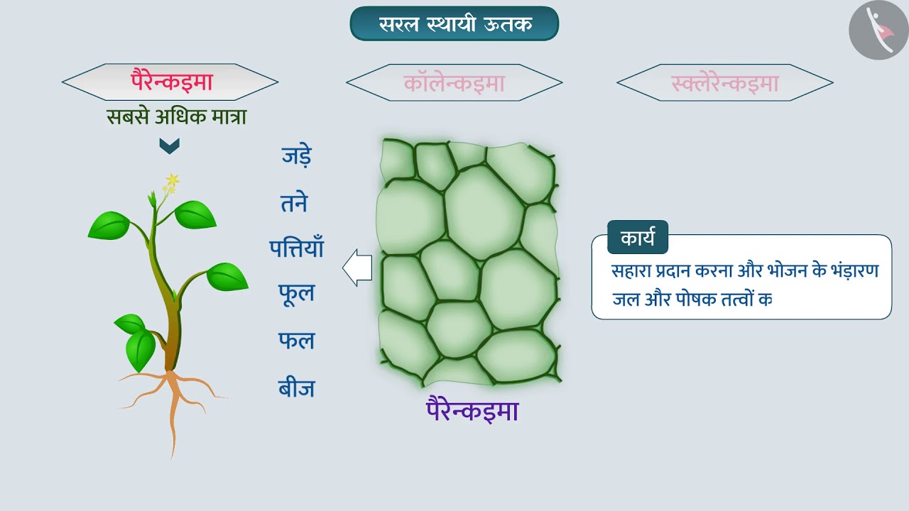 पादप ऊतक - सरल स्थायी ऊतक|Part 1/1|Plant tissues : Simple Permanent|Hindi|Class 9