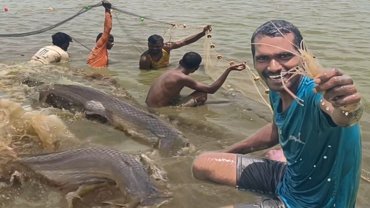 నాపుడు వలతో చెరువులోనీ చేపలను పట్టాము | ఎంత పెద్ద చేపలో చూడండి| Village Fishing Video