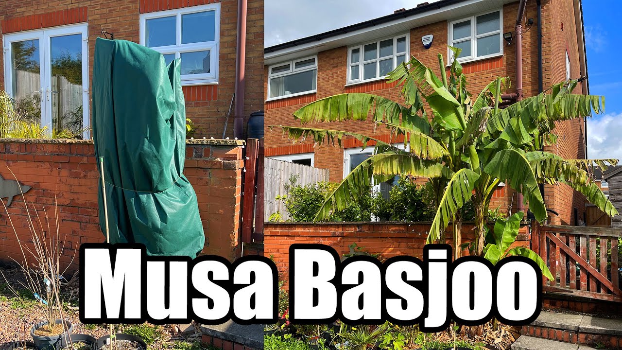 Uncovering My Musa Basjoo Banana Plant - March 2025
