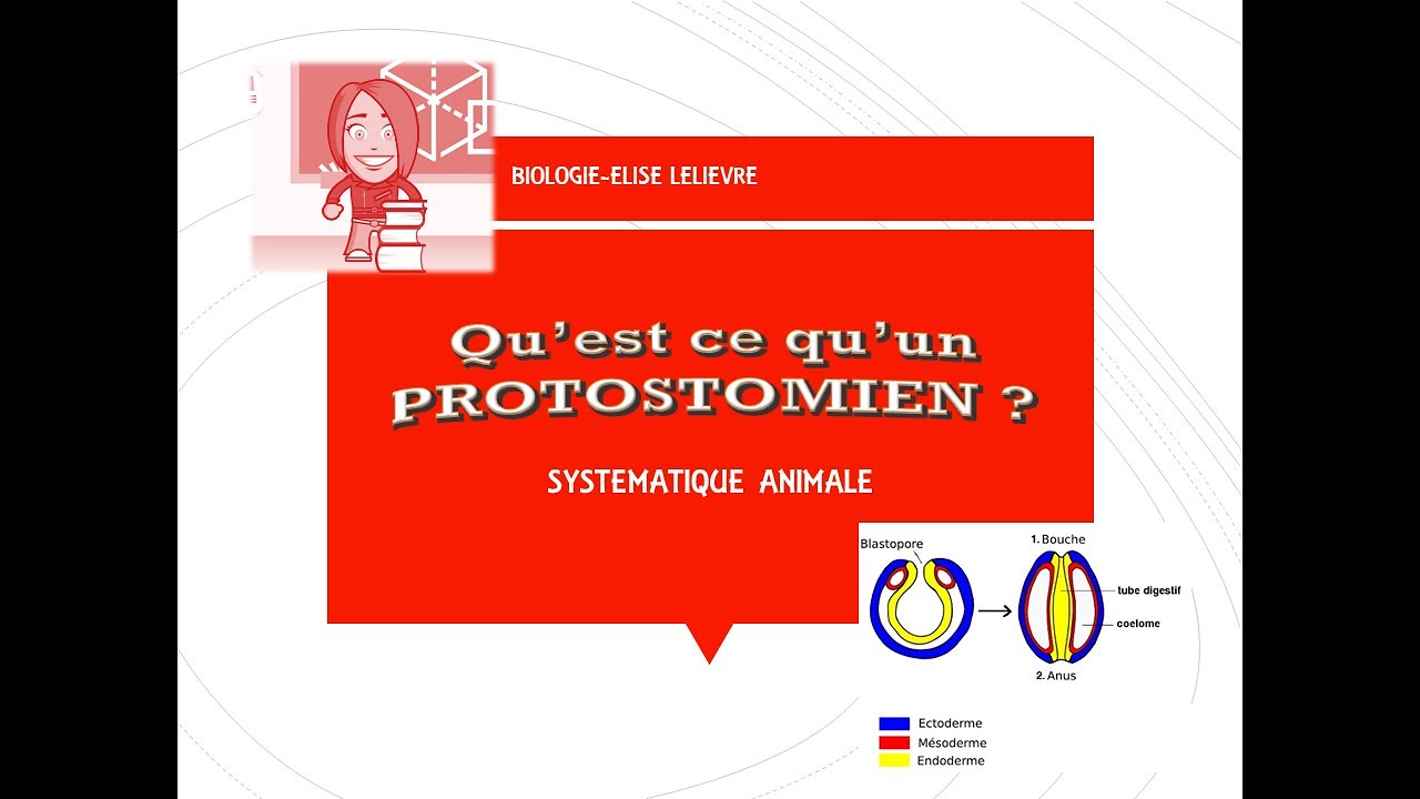 Les Protostomiens