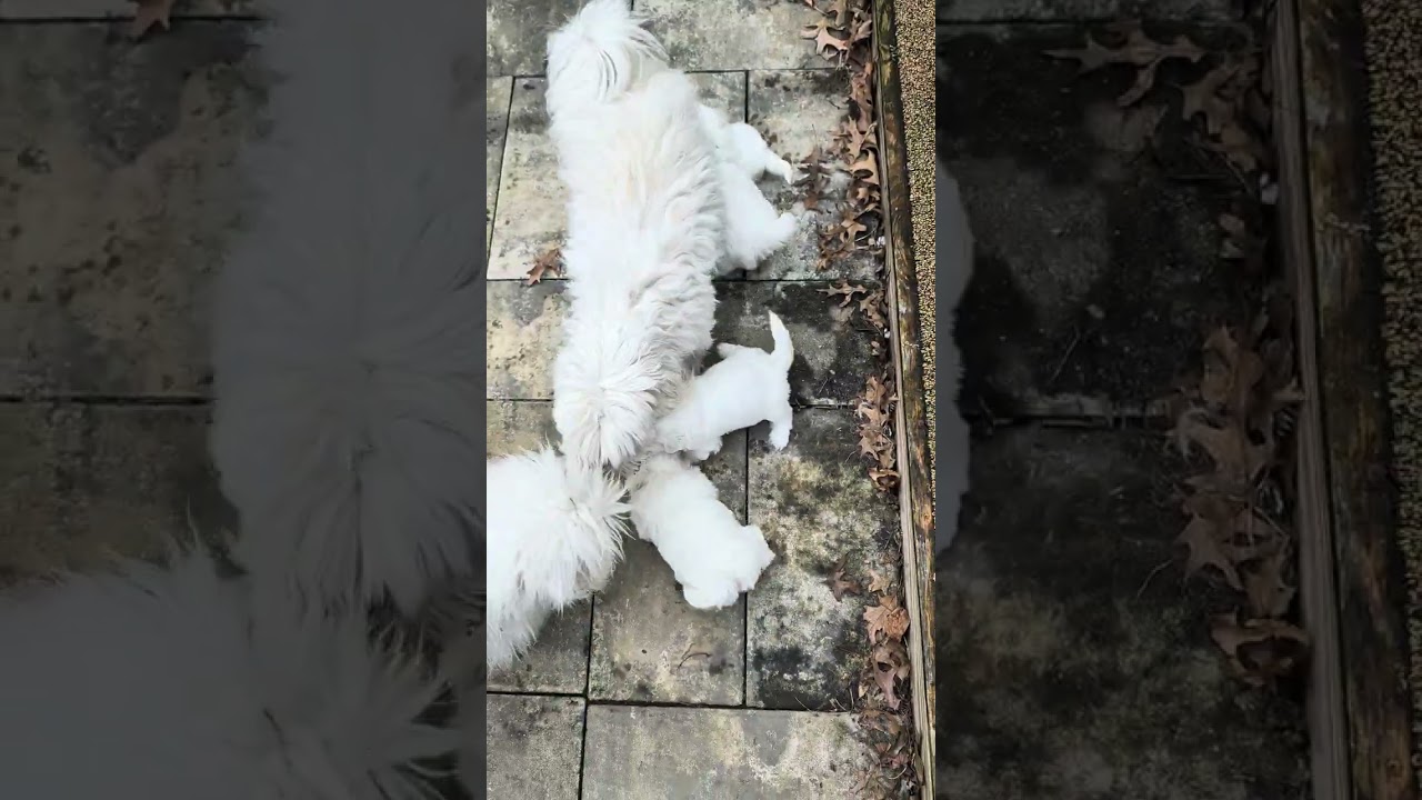 Niki puppies 1/14/26  another trip outside 