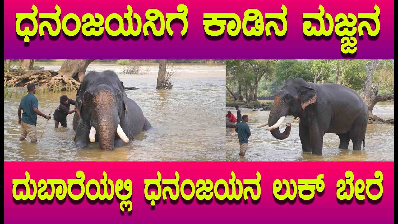 ಧನಂಜಯ ದುಬಾರೆ ಆನೆ ಶಿಬಿರದಲ್ಲಿ ಹೇಗಿದ್ದಾನೆ ಗೊತ್ತಾ? ಅವನ ರಗಡ್ ಲುಕ್ ನೋಡೊದೇ ರೋಮಾಂಚನ
