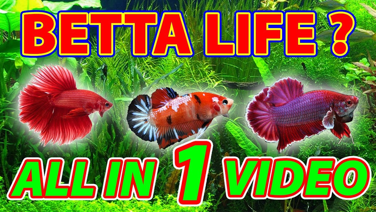 CÁCH NUÔI CÁ BETTA DỄ NHẤT (KHÔNG THỂ NÀO DỄ HƠN ĐƯỢC NỮA) | TRẦN TÈO