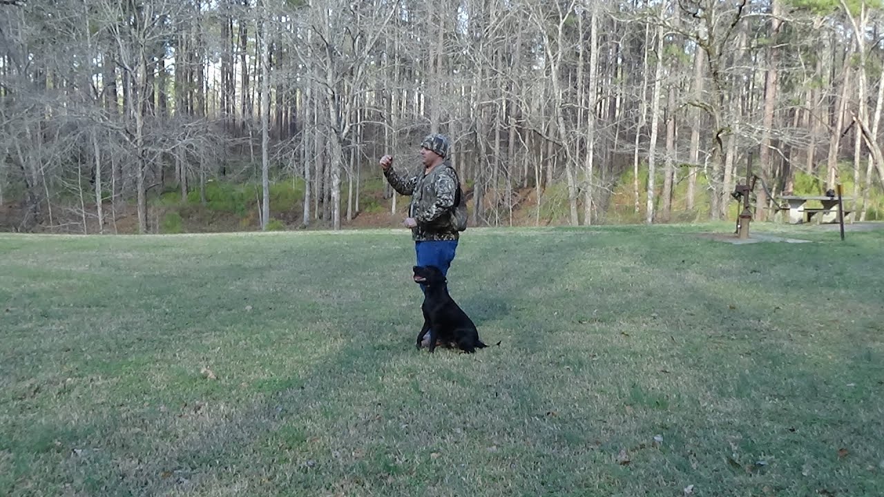 Blind Retrieve Training and Gaining Distance