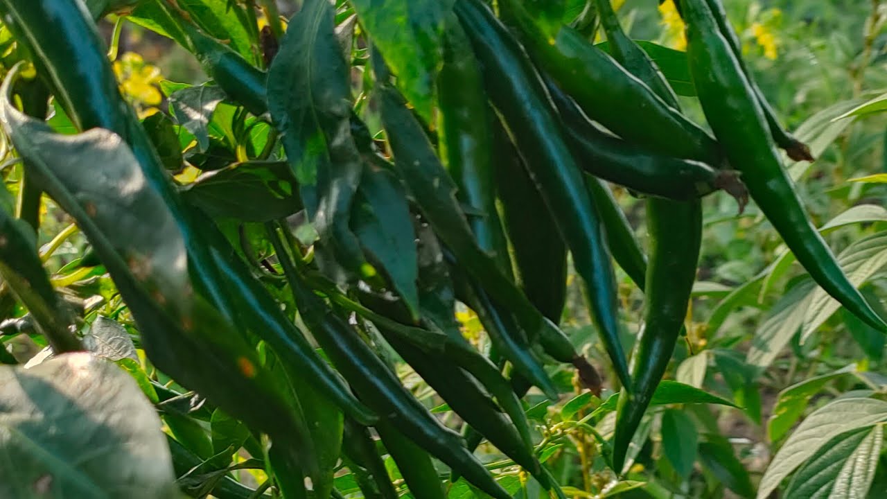मिर्च की खेती Hp-7410 Nongwoo Seed India Pvt/Ltd