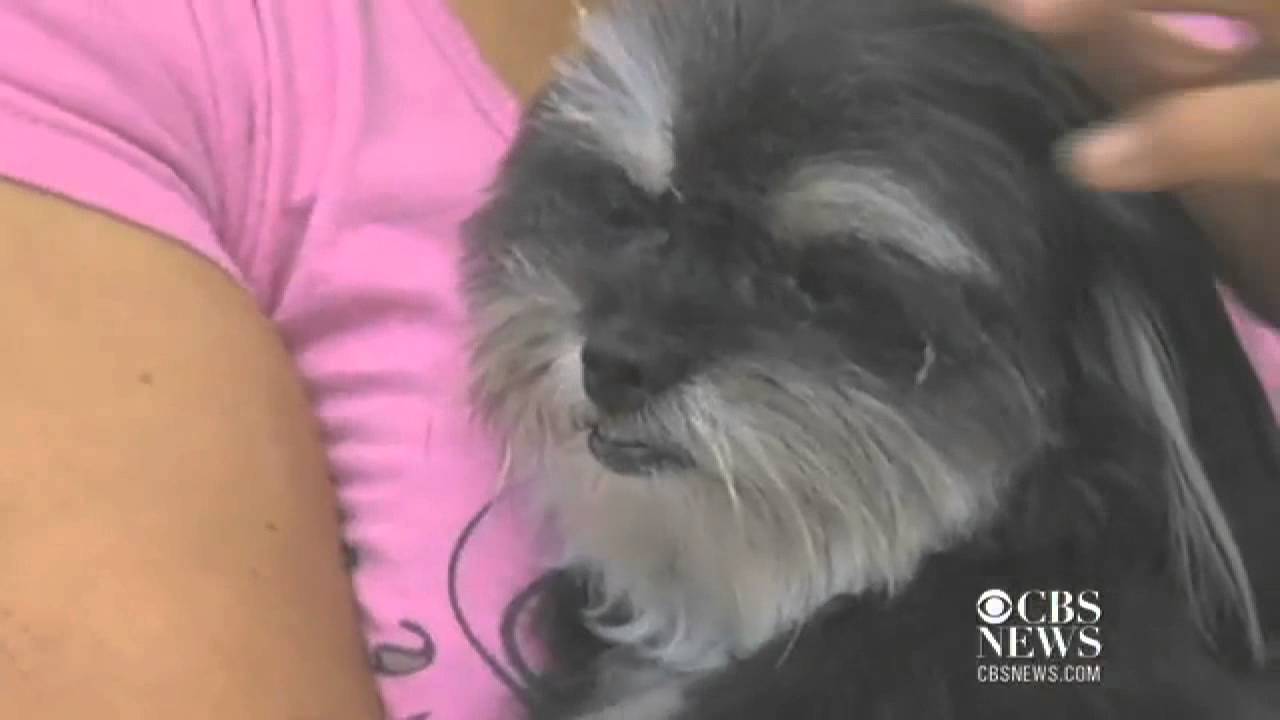 Petco sued for cutting dog's ear off, gluing it back on