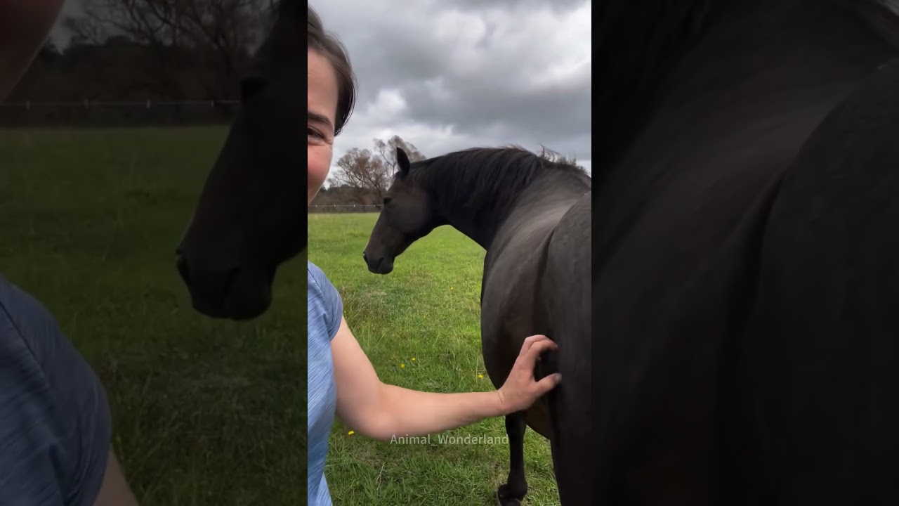 Smart horse can understand english😂😂😂#horse#funnyhorse#horselover#funny#fyp