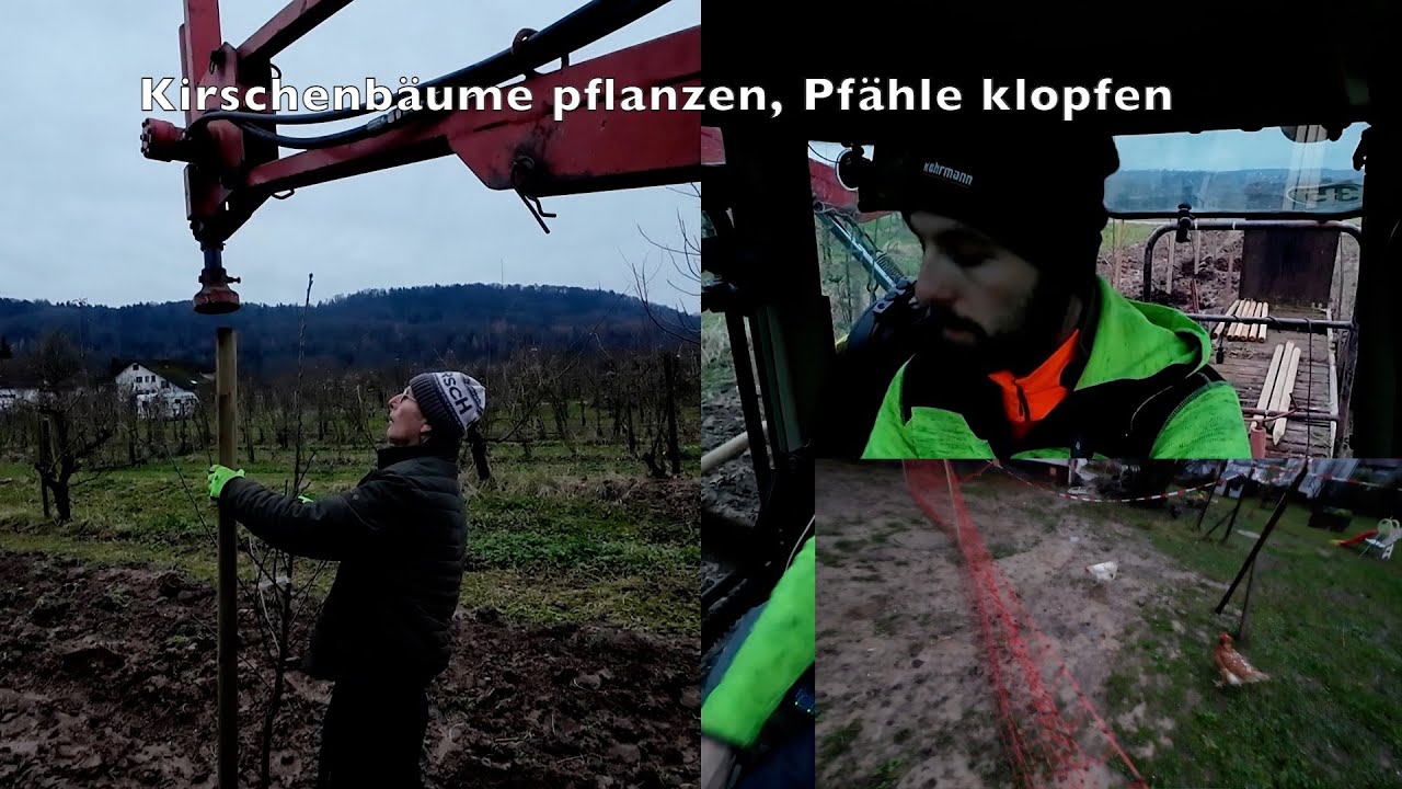 Obstbau FarmVlog#115 Neue Kirschbäume werden gepflanzt