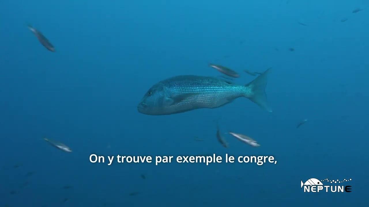 Web serie NEPTUNE: alla scoperta dell'Area Marina Protetta con il Diving Punta Mesco di Monterosso