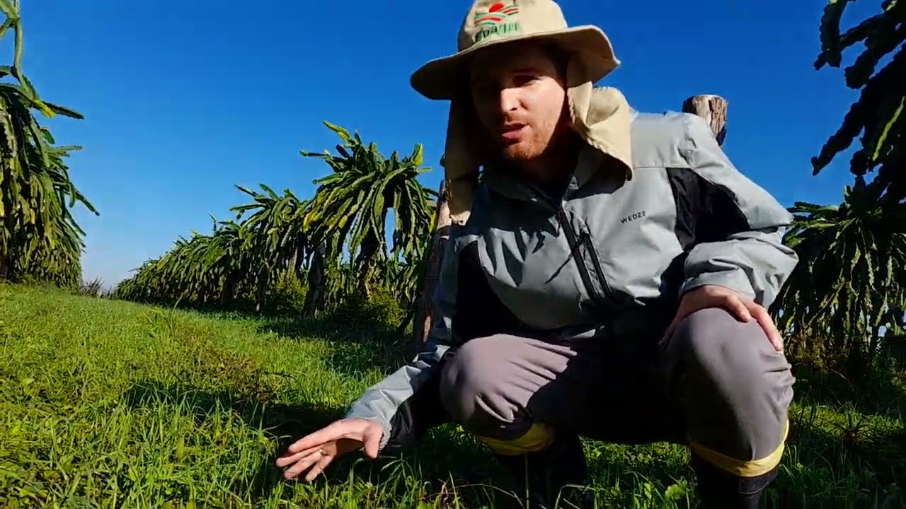Dica rápida - manejo inverno pitaya - Eng. Agr. Ricardo Martins