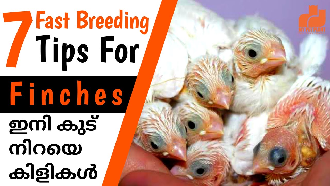 Finches 7 Fast Breeding Tips | Finches Birds Breeding Tips for Beginners Malayalam  |  MY PET PLANT
