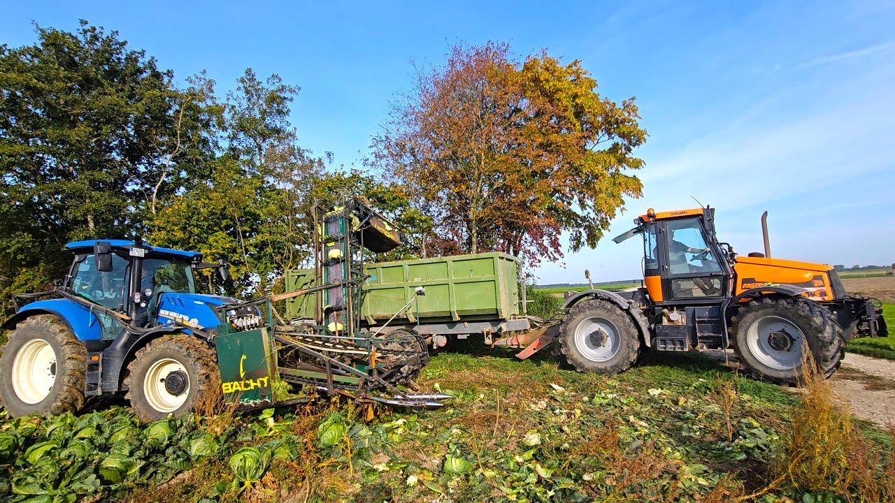 Weißkrauternte 2023 mit JCB 2115 4WS Fastrac und New Holland T6 180 mit Erntesystem von Bächt!