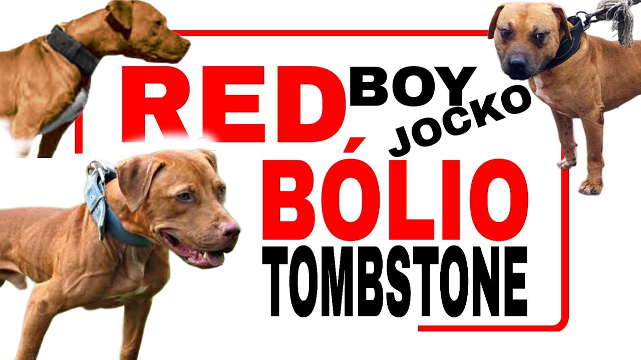 Pitbull Dog Lineages - The crossover success - RED BOY JOCKO + BÓLIO TOMBSTONE #apbt #dogfight #bull