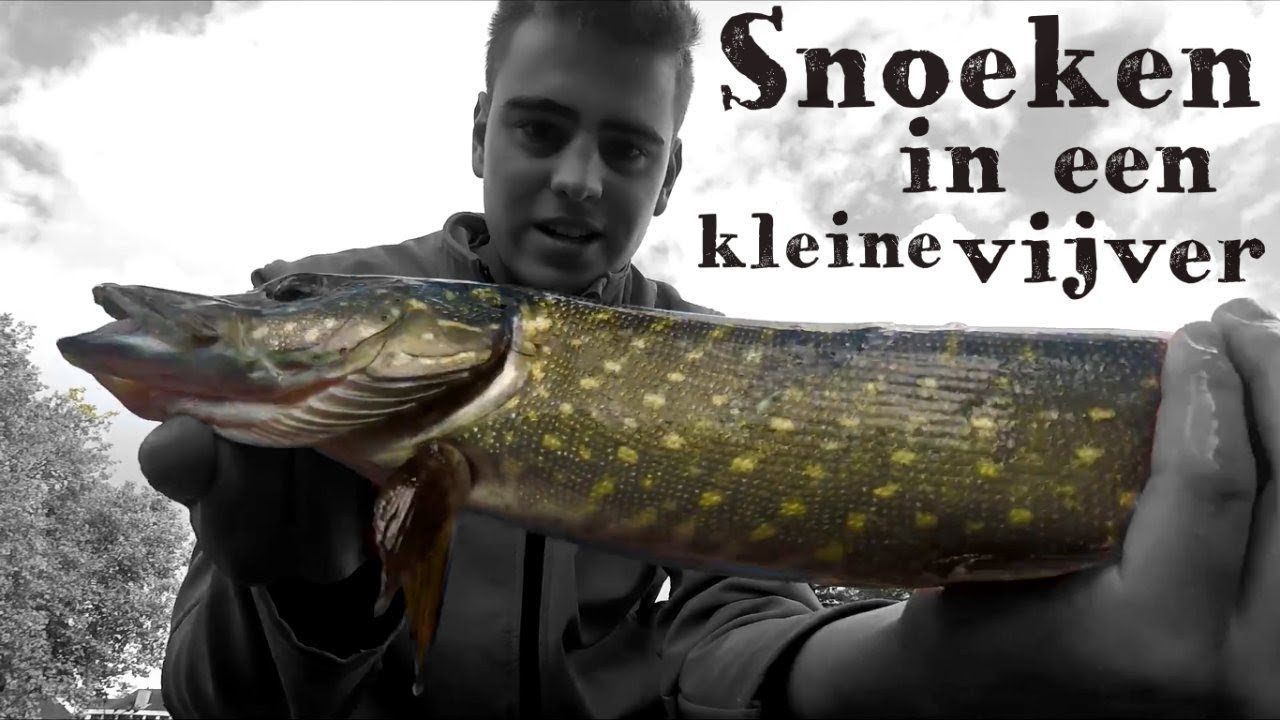 Snoeken in een kleine vijver