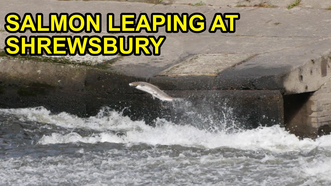 Salmon Leaping at Shrewsbury