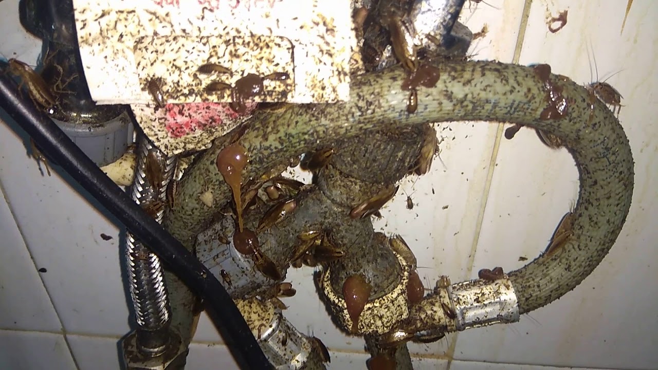 Foco Blatella germanica en acople fontanería