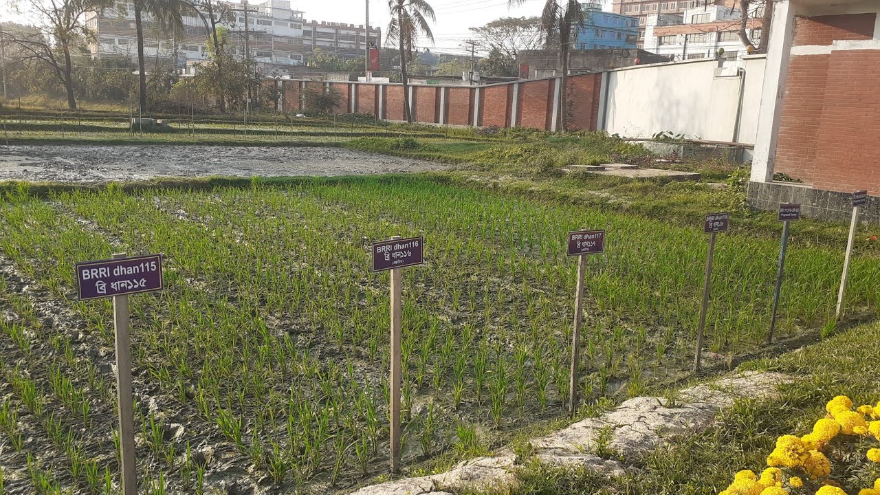 BRRI DHAN New variety | বাংলাদেশ ধান গবেষণা ইনস্টিটিউট এর নতুন চারটি ধানের জাত #brridhannewvariety