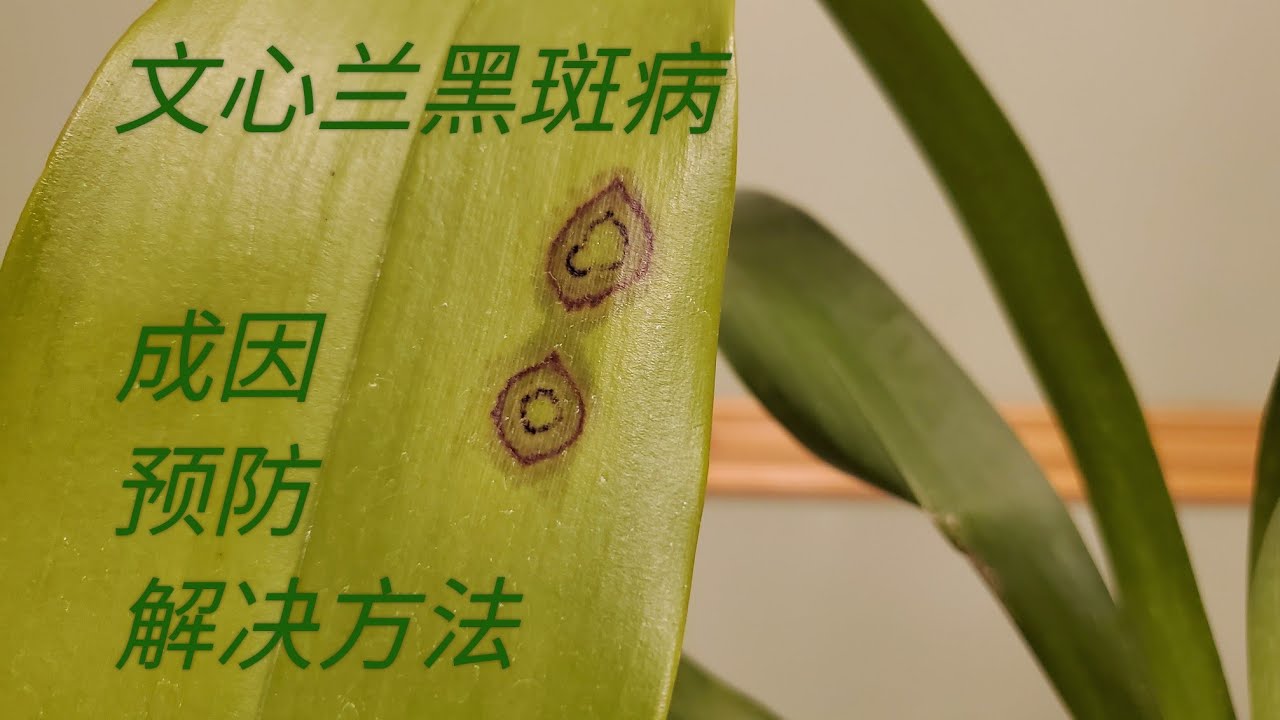 Sophie's Garden 文心兰黑斑病的成因预防及解决方法
