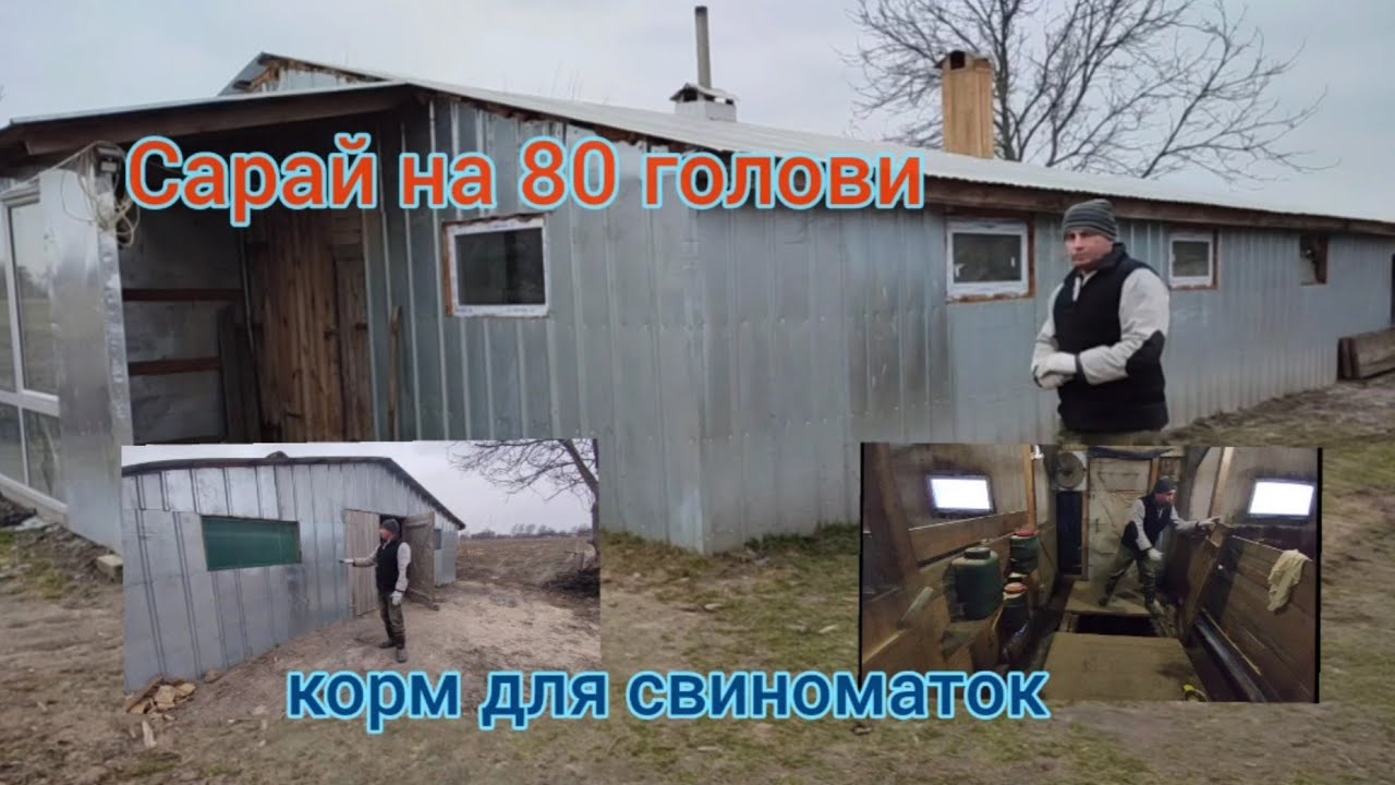 обзор сарая для свиней 16/8🏠корм для свиноматок