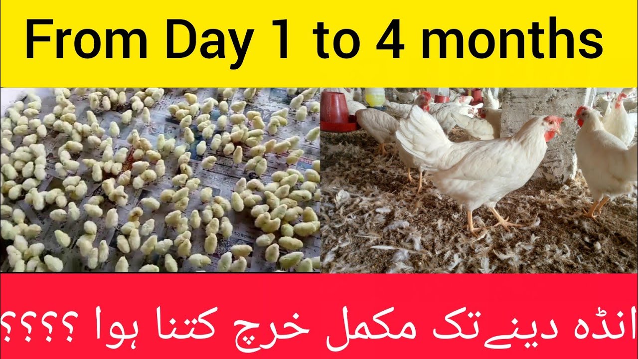 Layer Chicken ka ANDA dainay tk total expenses || Total expense on Chicken in 4 Months #layerchicken