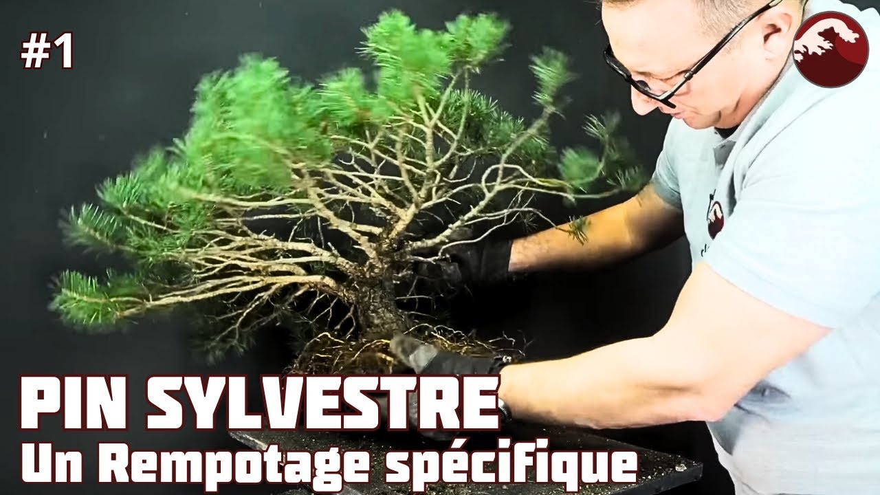 Rempotage d'un Pin Sylvestre au mois Mars : Étape par étape & conseils pratiques 🌱 NEJIKAN BONSAI 🌱