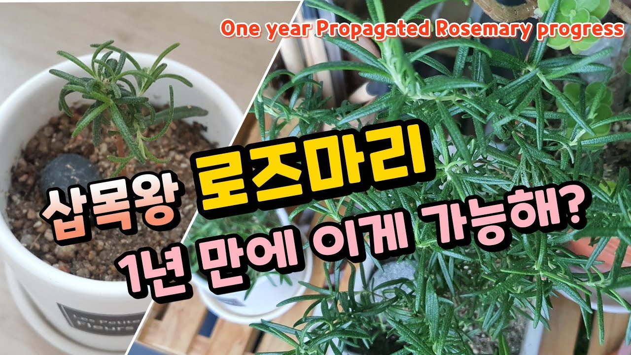 삽목으로 키운 로즈마리, 1년 만에 로즈마리 부자 되었어요!_One year Propagated rosemary progress