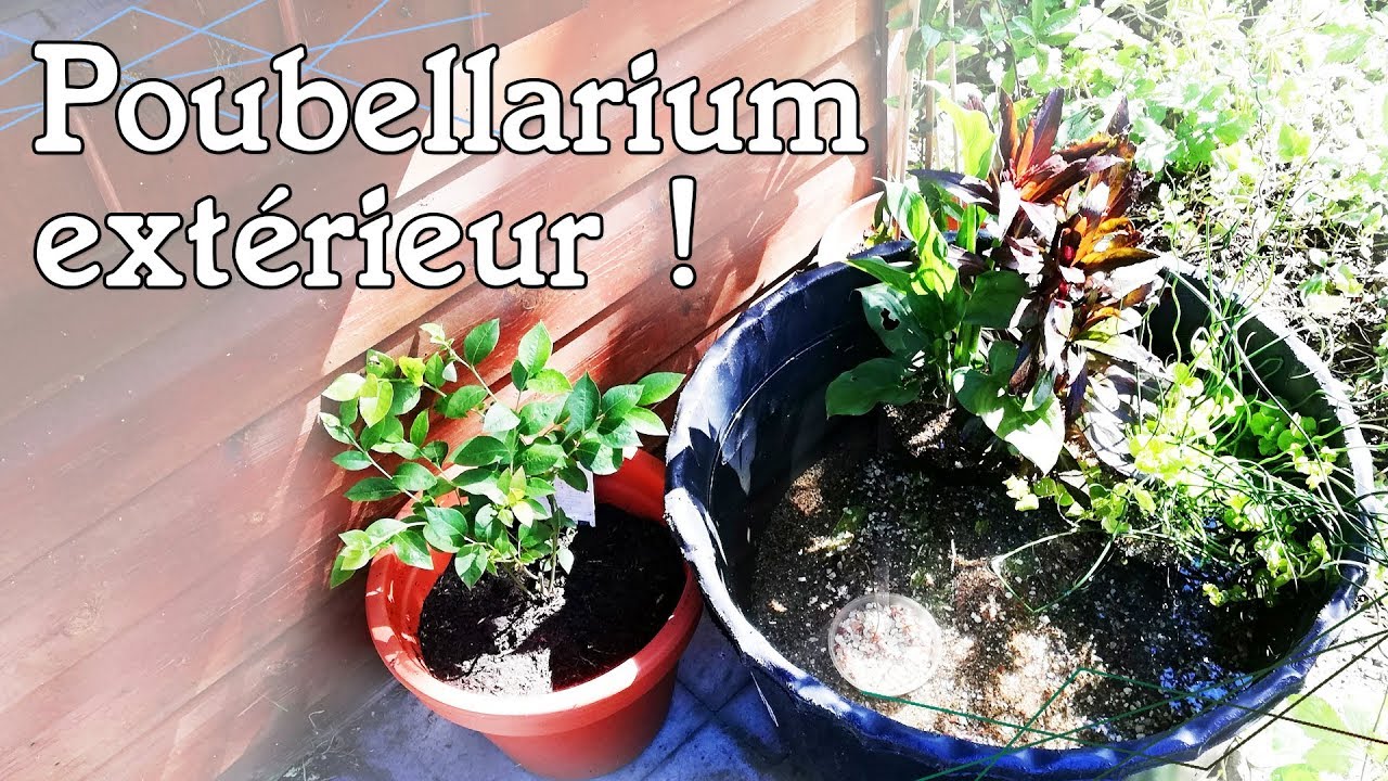 MISE en EAU de mon POUBELLARIUM EXTÉRIEUR !