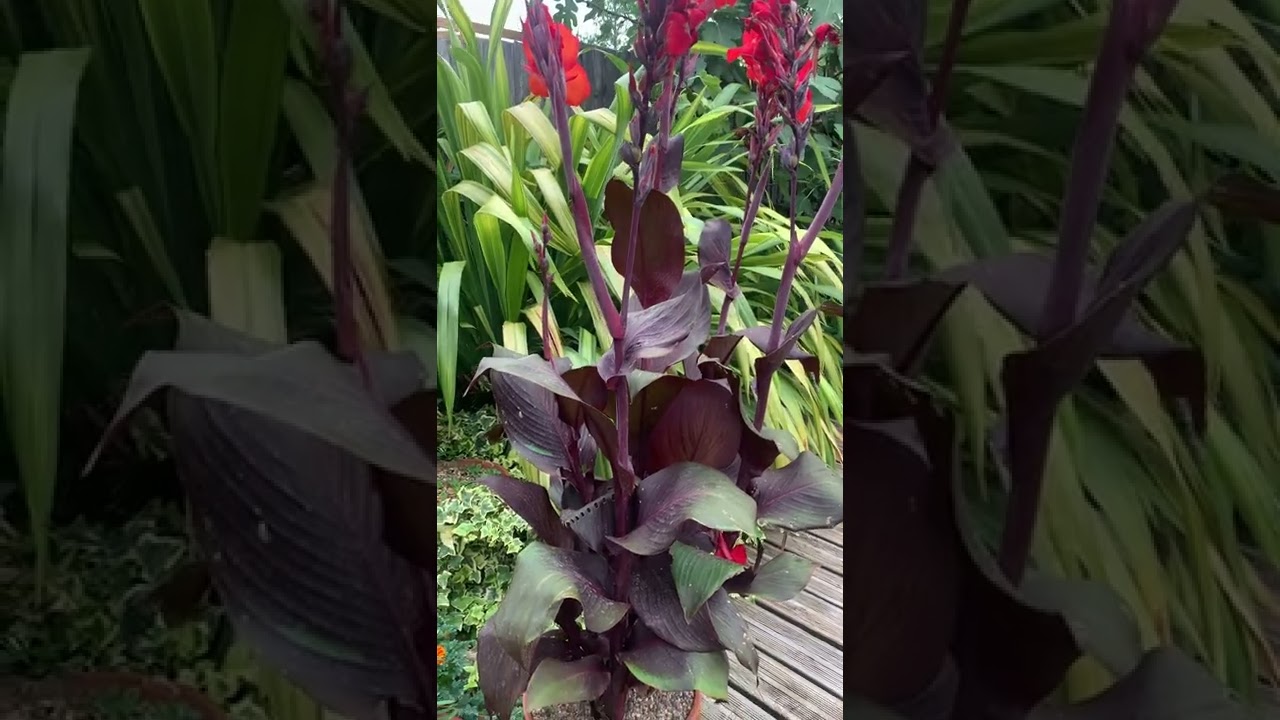 Growing a Canna Lily