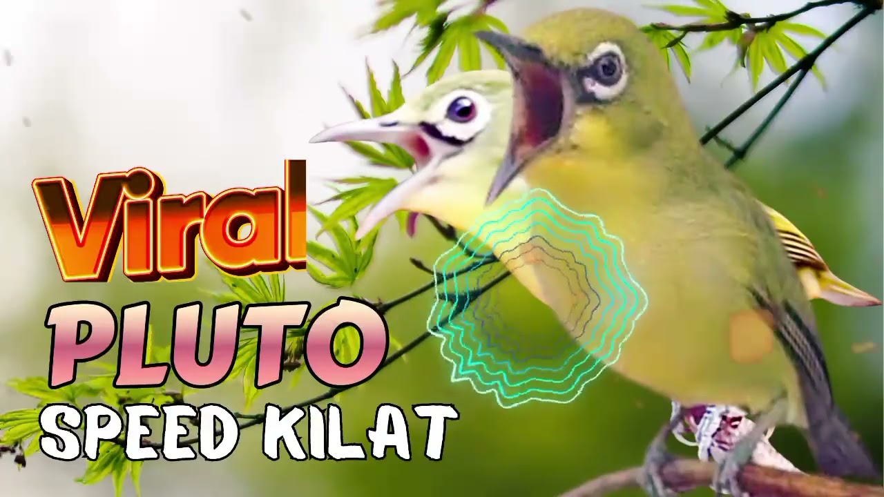 💥VIRAAL..!  CIAK - CIAK JOSS PLUTO SPEED KILAT | MASTERAN KECIAL KUNING LOMBOK JUARA