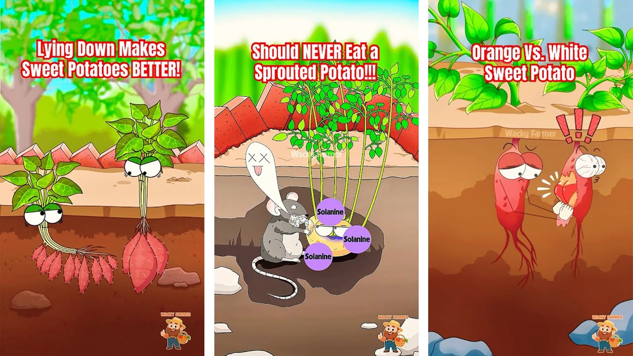 Fun & Fascinating Facts Sweet Potatoes vs Potatoe