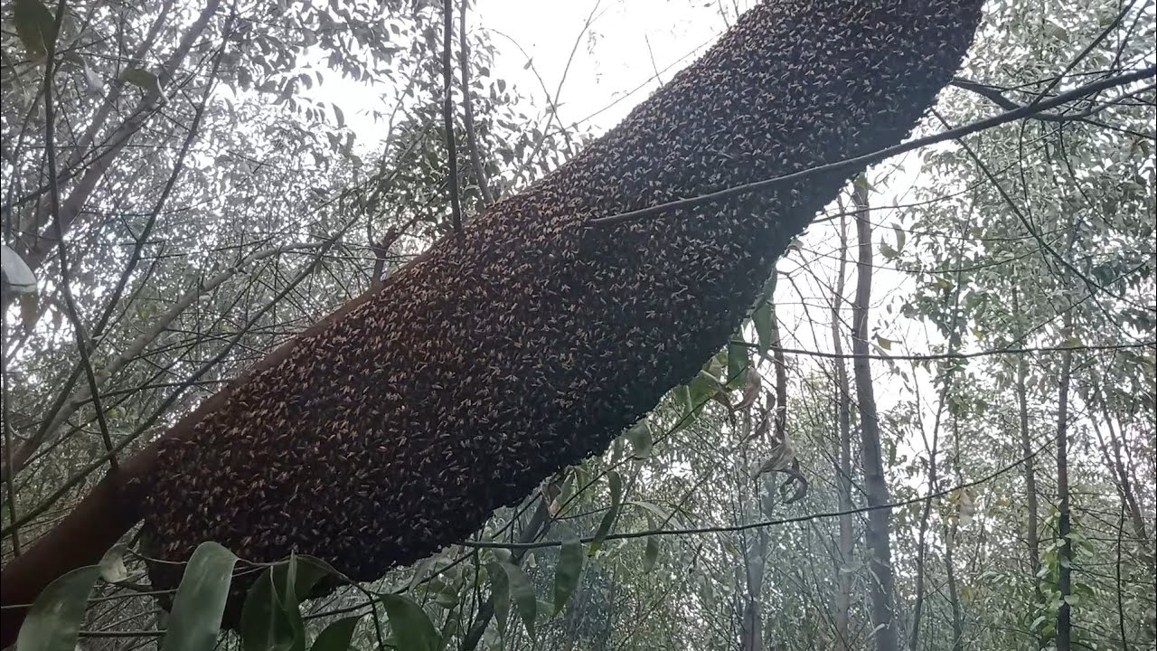 Januari yang sangat menyenangkan panen 3 sarang spot akasia