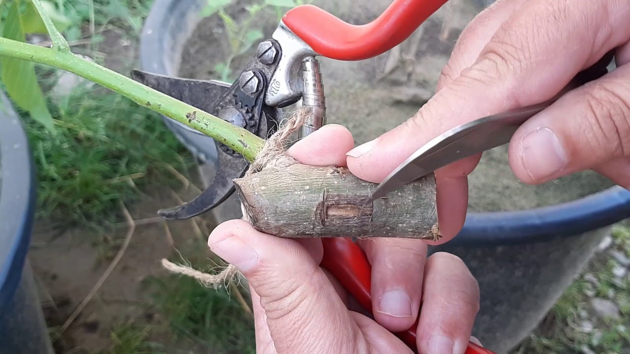 Butasirea nucului, pasul 2