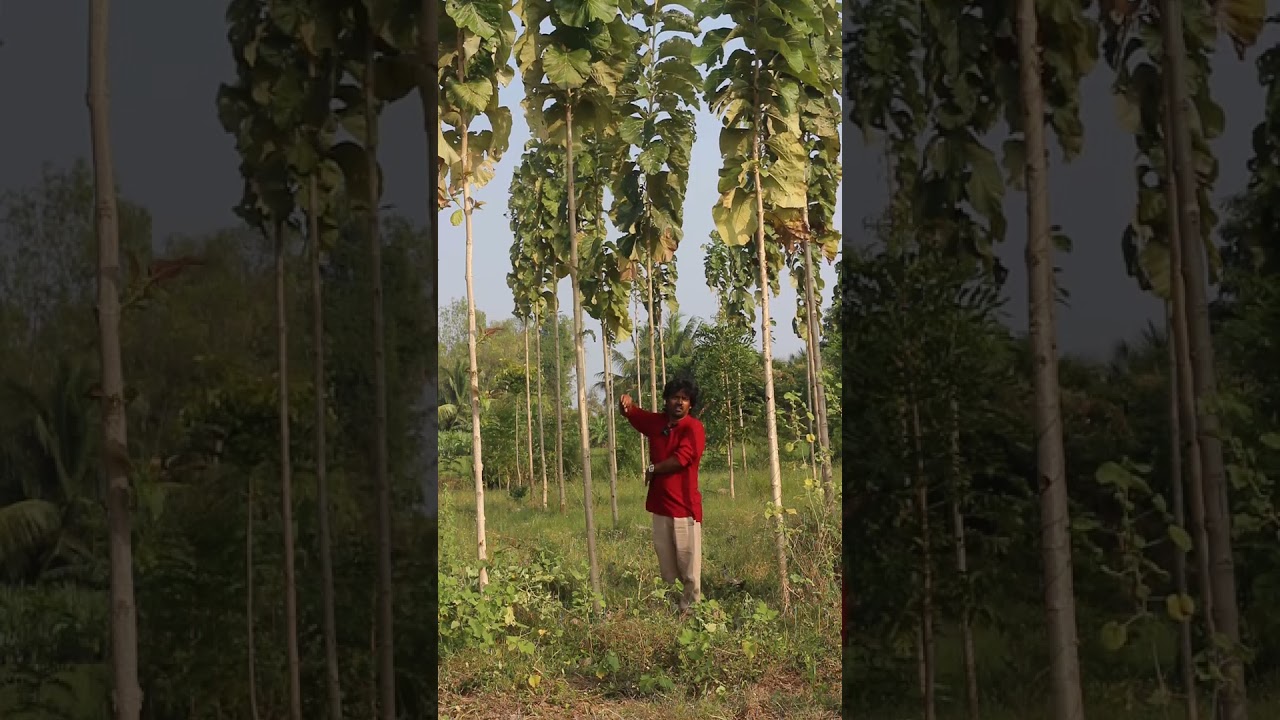 ZigZag Plantation: Tree planting method that protects your farm from storm winds