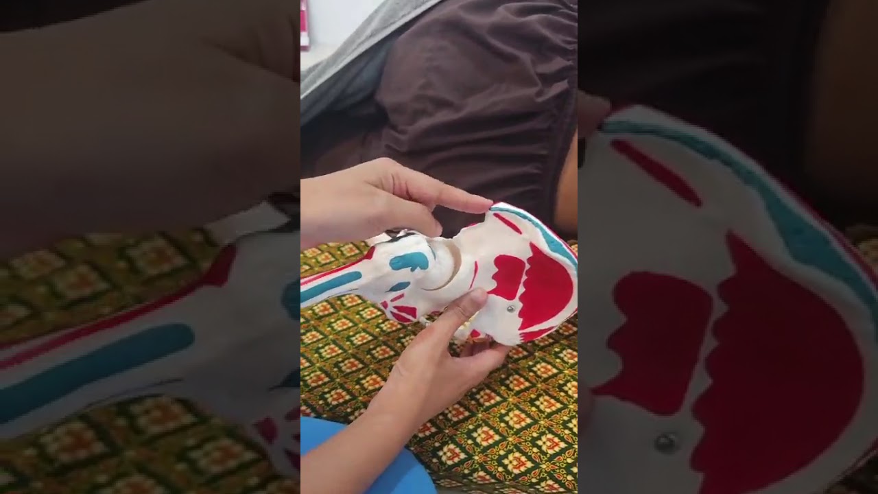 จุดสัญญาณนวดไทยและอนาโตมี่