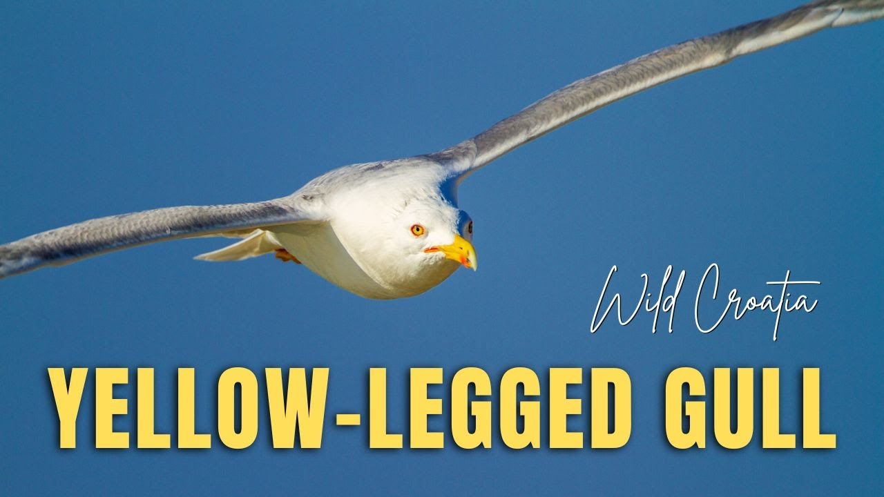The yellow-legged gull (Larus michahellis) breeding colony