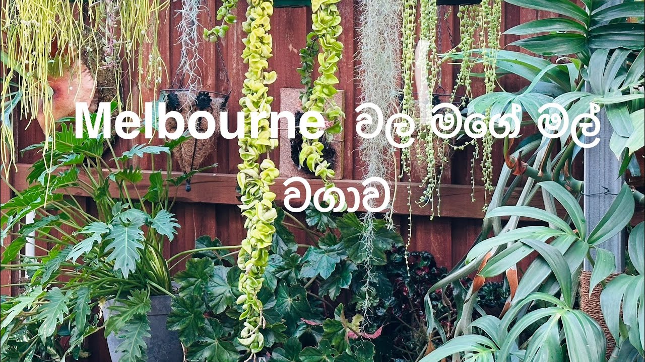 Melbourne  වල මගේ ගෙදර මල් වගාව  2 #melbourne  #gardening #cleaning  #flowers  #gardeniglovers
