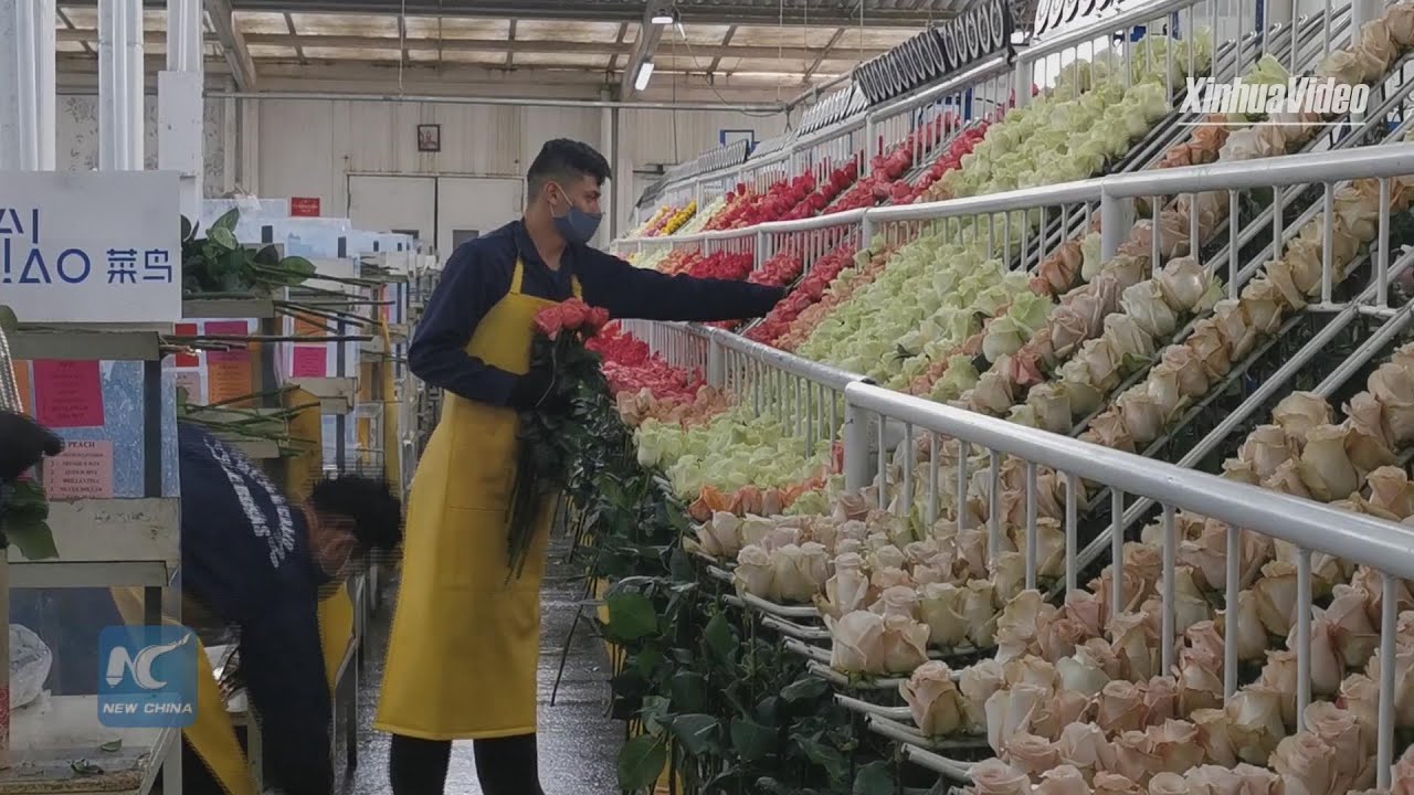 Everything&rsquo;s coming up roses! Colombian flower exports to China flourish despite pandemic