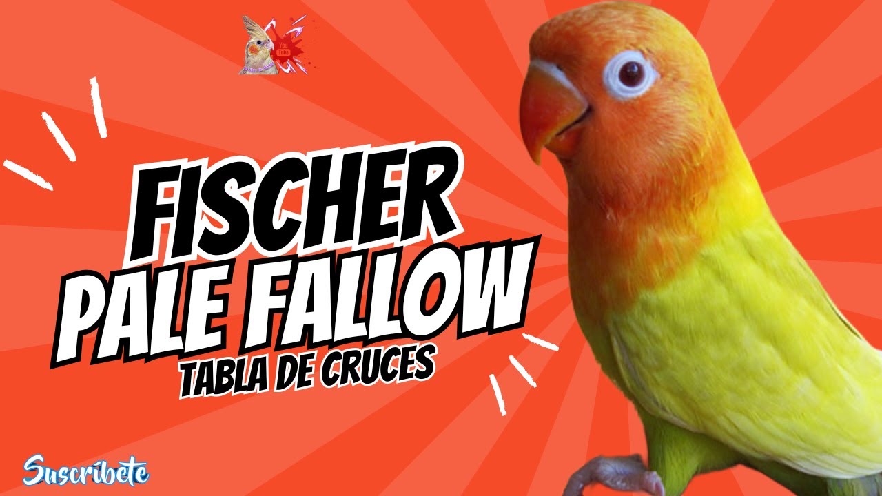 Tabla de Cruces Agapornis Fischer Pale Fallow