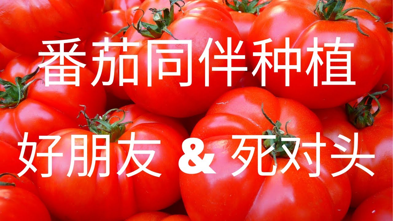 【同伴种植】番茄/西红柿的好朋友和死对头｜Companion Planting Tomatos