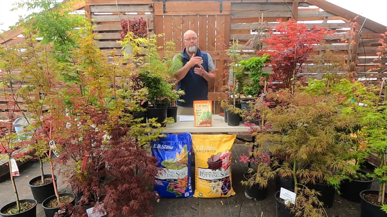 Japanese Maples: The Tree For All Seasons