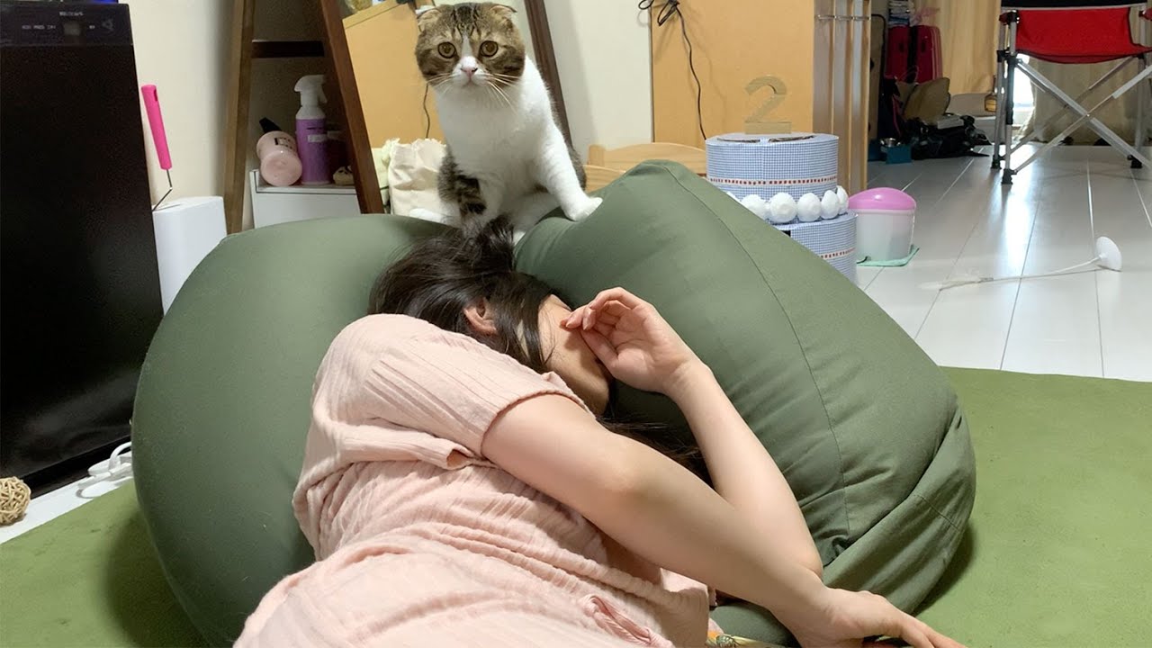 キングダムを読みすぎて起きないママVS絶対に起こしたいパパ猫将軍