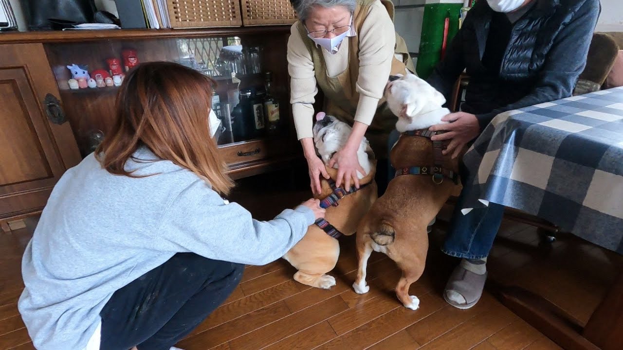 【初対面】広島のジィジとバァバに会った瞬間の愛犬の様子がこちらWWW!