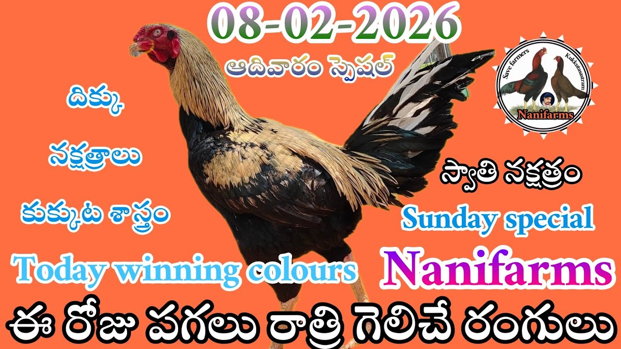 08 February 2026 Today winning colours//Nanifarms colourupdate//kukkutasastram telugu #colorupdate 