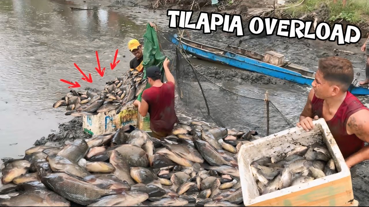 NAGHARVEST NA KAMI NG AMING MGA TILAPIA PART 2