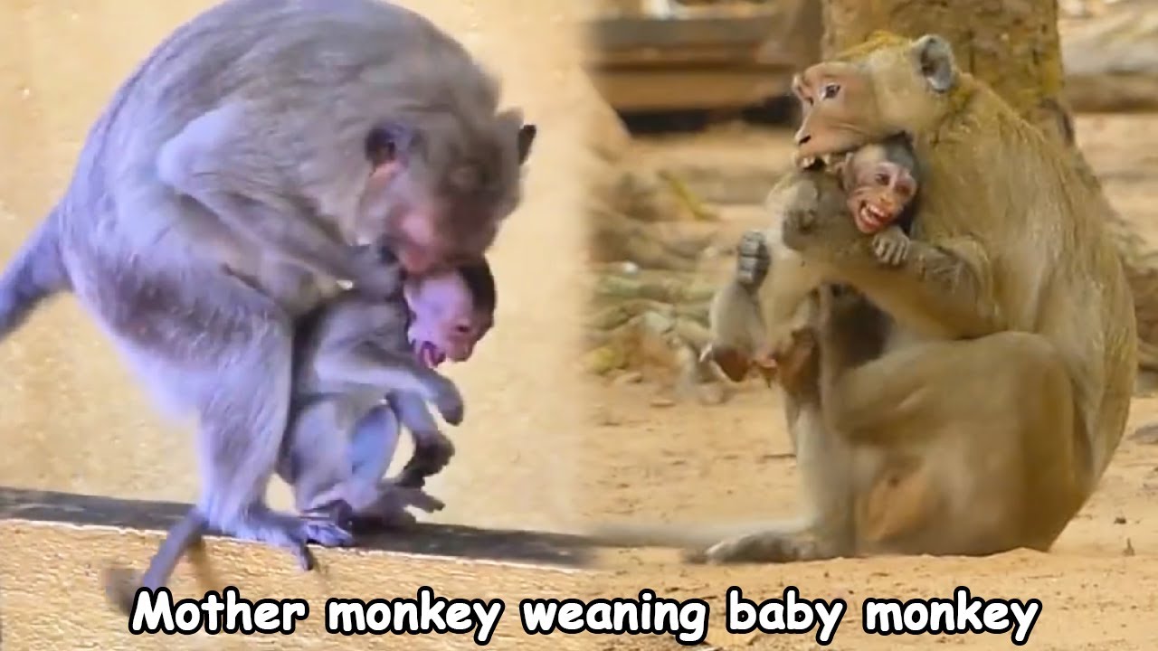 Mother monkey weaning her baby monkey, baby monkey reacts violently