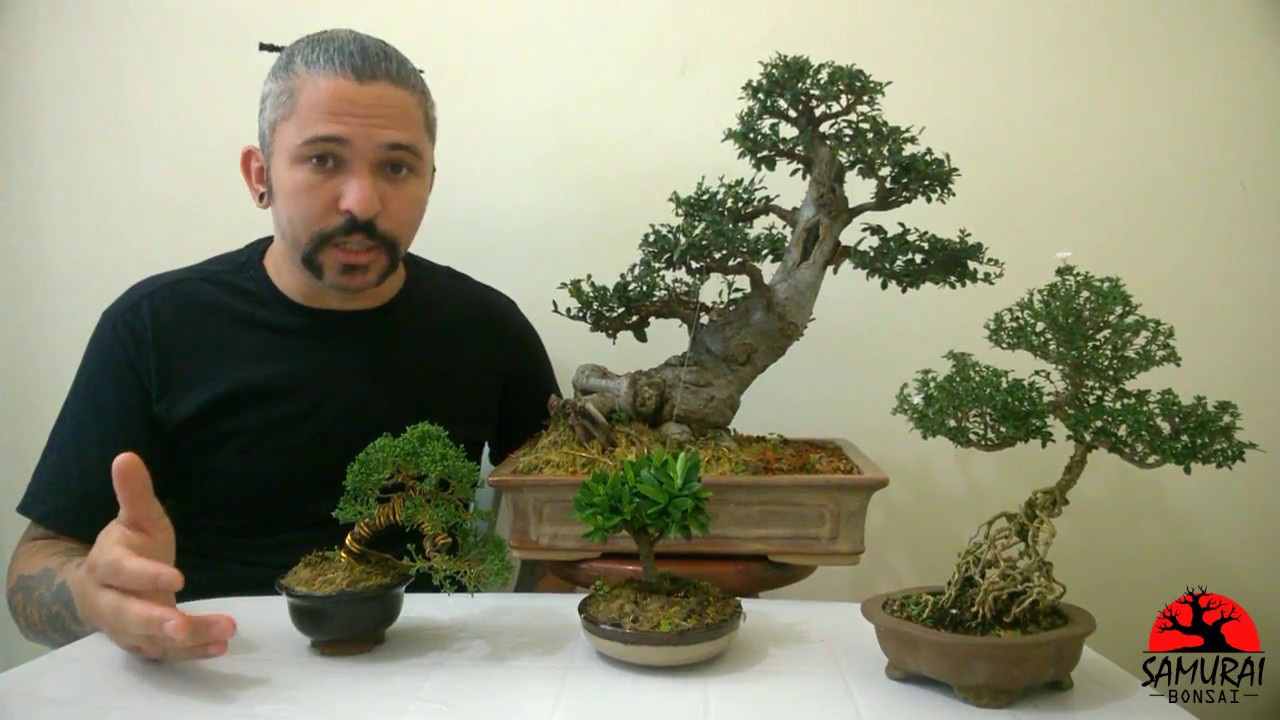 Samurai Bonsai, Primeiro vídeo. Bonsai para Iniciante.