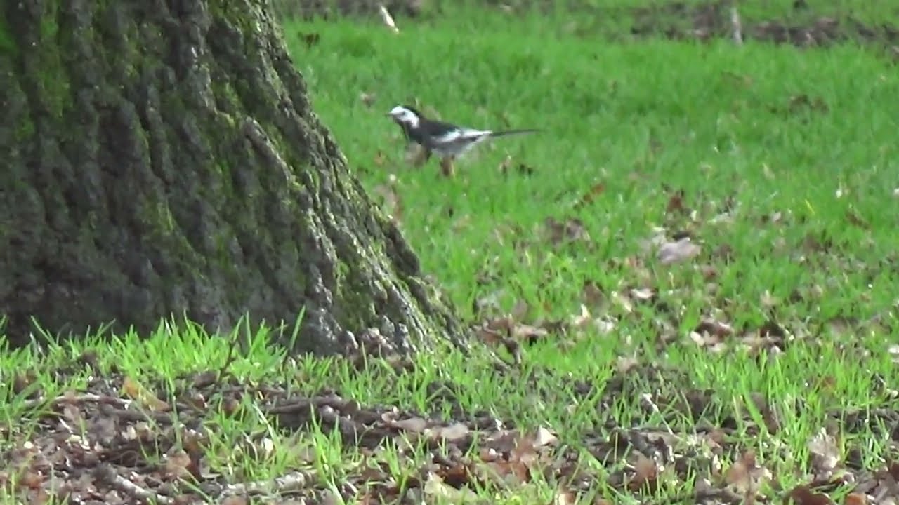 Lovely Little Wagtail #waterlovelybird #wagtail #commonwagtail #birds #bird #wildanimals #wildlife