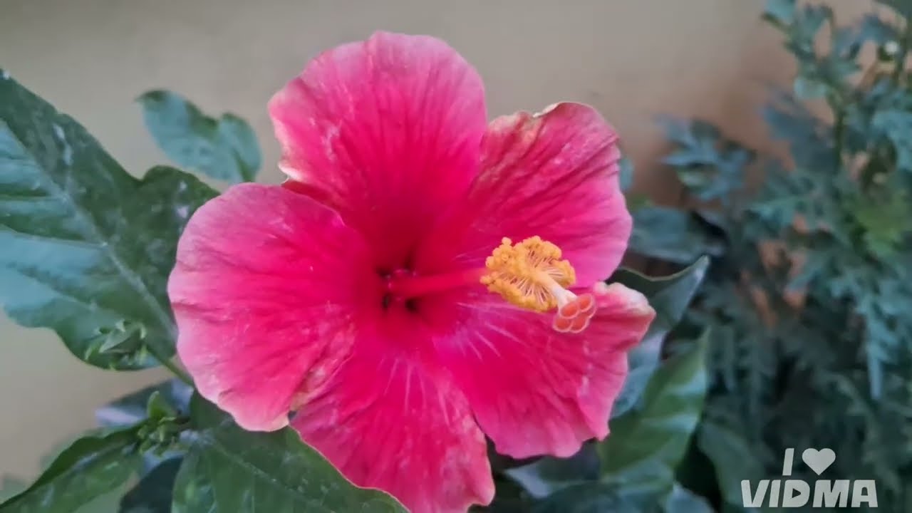 #parijatham#flowers#mandharam#flo#madhumalathi