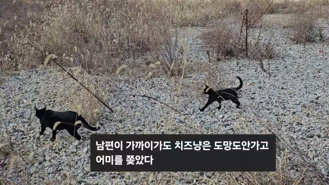 @집을 나간지 일주일이된 아기고양이들과 엄마고양이(이젠 찾아도 안보인다)
